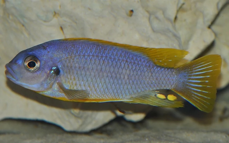 Petrotilapia sp. 'chitimba' Chitimba Bay